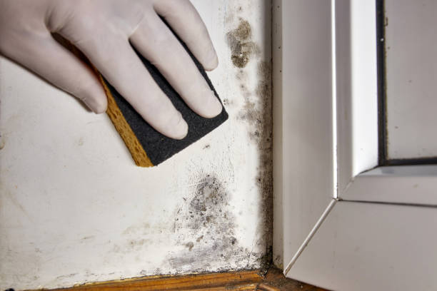 Best Post-Construction Mold Inspection  in Mogul, NV